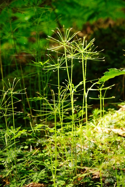 2013.07.28_ 富嶽原始林002_d0187359_23333555.jpg