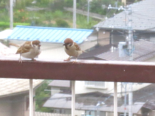 今年の1年生_c0260460_18265594.jpg