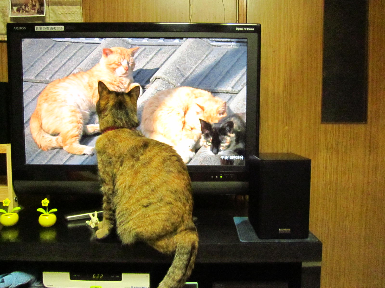 相変わらずテレビを観る猫です_f0132565_1033467.jpg