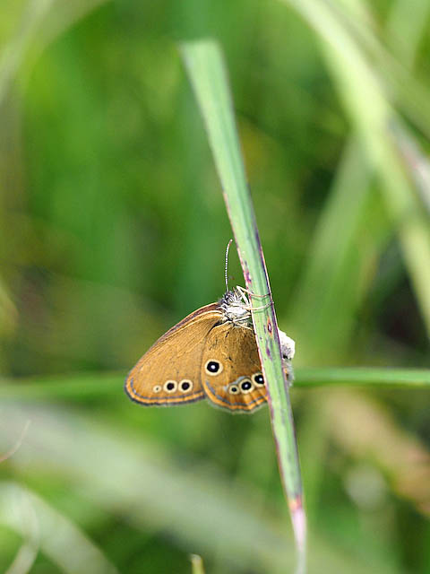 ヒメヒカゲ（７月下旬　長野県）_f0199866_6385896.jpg