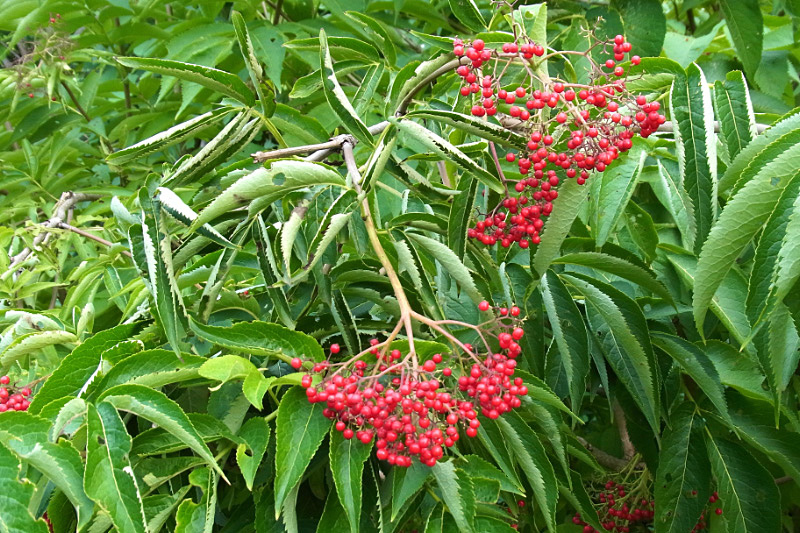 e0100772_22101796.jpg