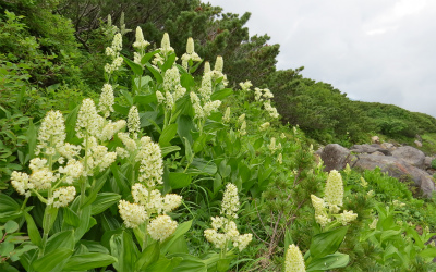 乗鞍岳の今！　その２_f0182173_9424747.jpg