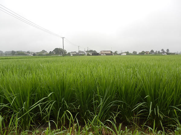 7月30日の田んぼ(上目黒小・枝野小)_d0247484_13325736.jpg