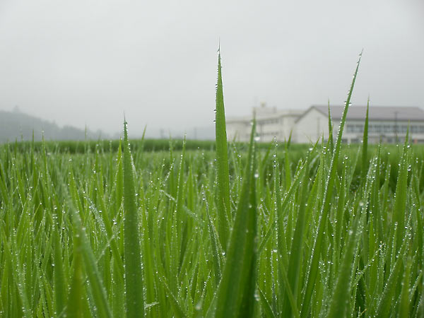 7月30日の田んぼ(上目黒小・枝野小)_d0247484_13355127.jpg