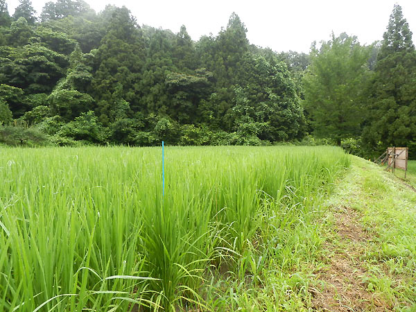 7月30日の田んぼ(月光原小・西根小)_d0247484_1424427.jpg