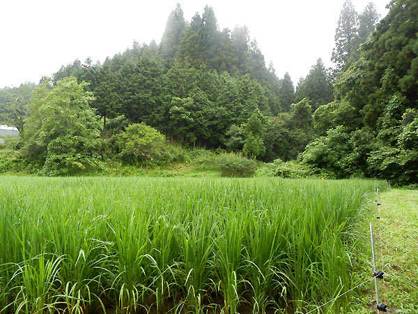 7月30日の田んぼ(月光原小・西根小)_d0247484_14253281.jpg