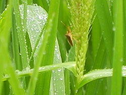 7月30日の田んぼ(月光原小・西根小)_d0247484_14271835.jpg