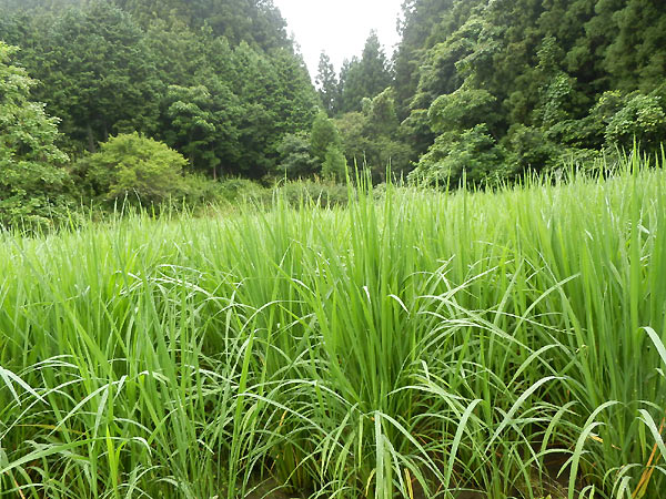 7月30日の田んぼ(月光原小・西根小)_d0247484_1483175.jpg