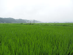 7月30日の田んぼ(緑ヶ丘小・北郷小)_d0247484_15225844.jpg