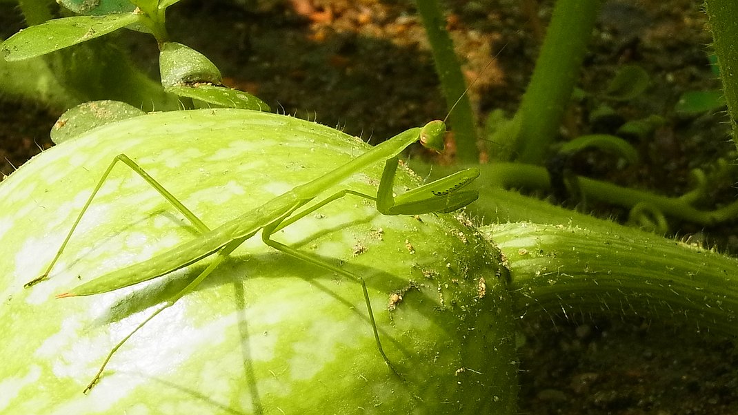 a0152692_1826449.jpg