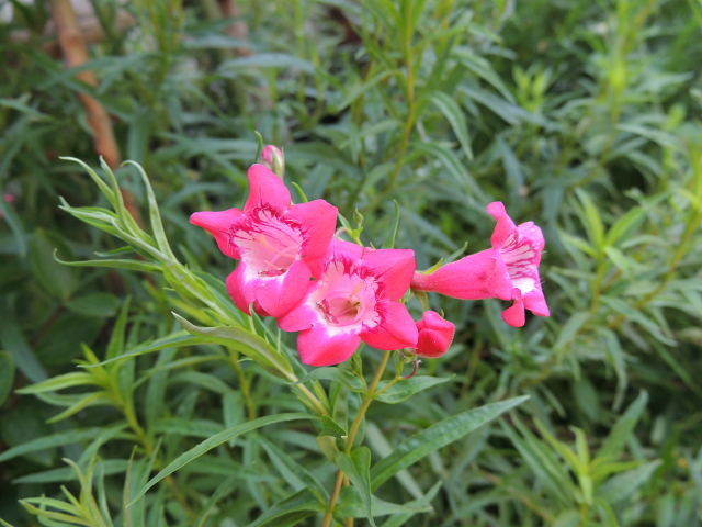 アゲラタム・ペンステモン・朝顔・女郎花・ジュランタ・？・セロシア・蔓花茄子・藤空木・　　　紅葉葵_d0261298_2232599.jpg