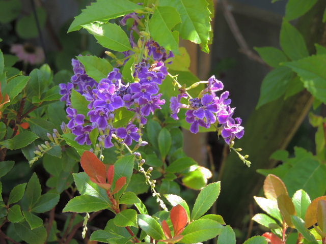 アゲラタム・ペンステモン・朝顔・女郎花・ジュランタ・？・セロシア・蔓花茄子・藤空木・　　　紅葉葵_d0261298_2238832.jpg