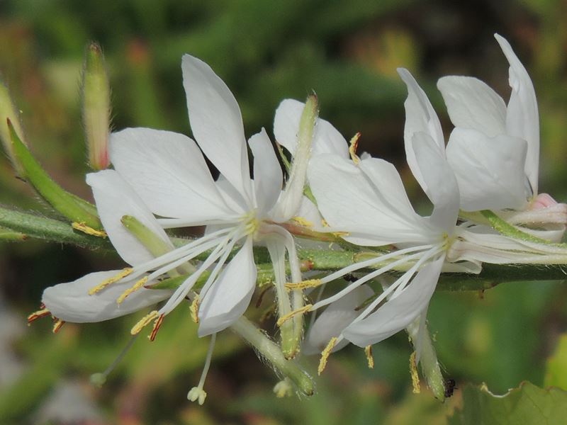 庭の草花（30回目）_b0237704_20114648.jpg