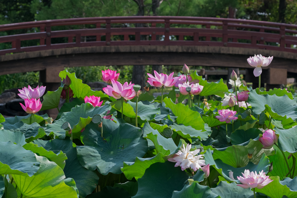 水生植物公園 みずの森_b0221605_21284152.jpg