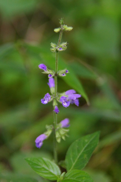 e0121110_2321465.jpg