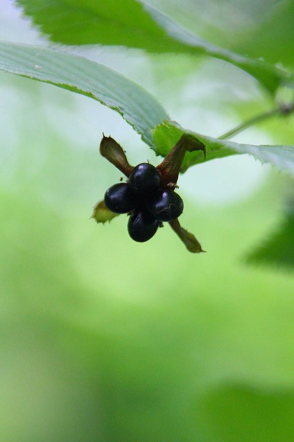 e0121110_232374.jpg