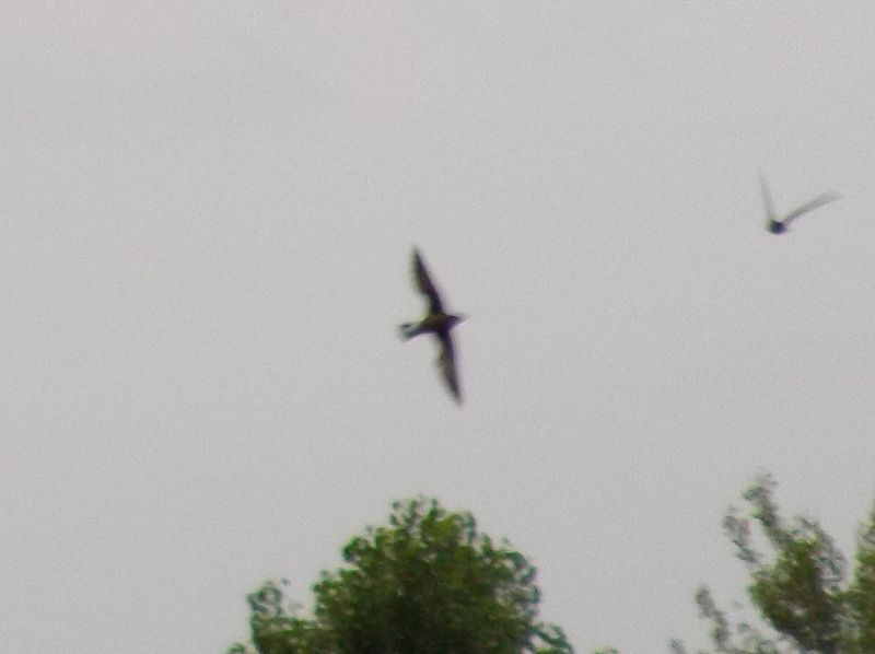 ハリオアマツバメ?_c0025115_1919148.jpg