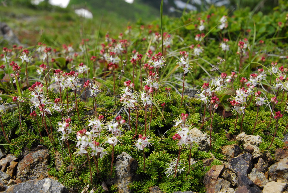 2013年7月　July 2013 大雪トムラウシ山系縦走　Trekking in Taisetsu (Tomurausi) Mountains_c0219616_1575066.jpg