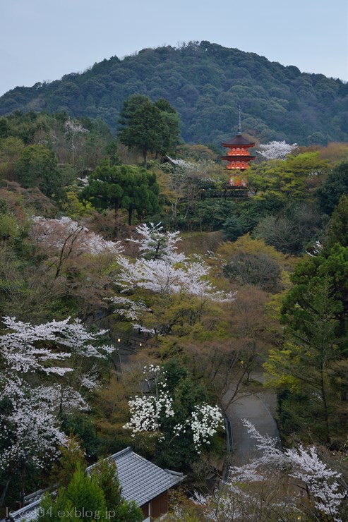 京都 清水寺 ～桜～_d0319222_104806.jpg