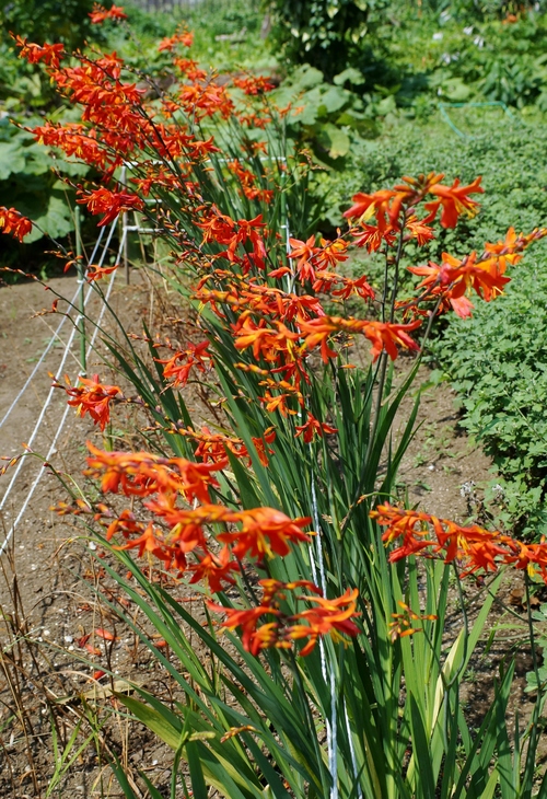 【我が家のお花畑　今満開のフロックス／エンジェルラベンダー／百日草／スズランヒオウギなど。】_b0033423_16513361.jpg