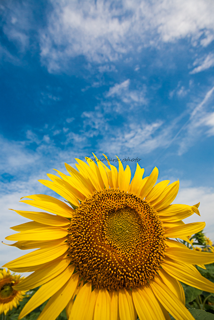 Helianthus_a0303833_22105781.jpg