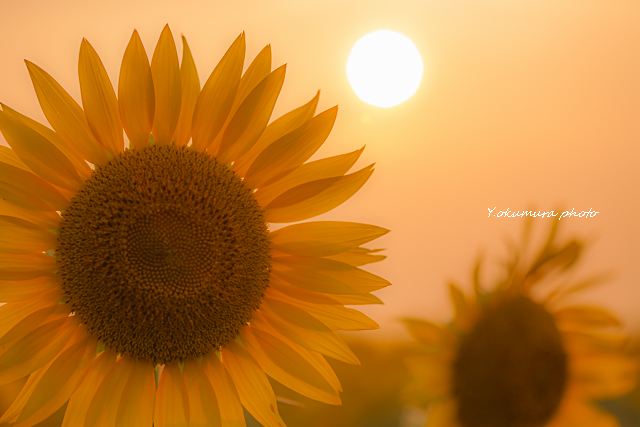 Helianthus_a0303833_22124829.jpg