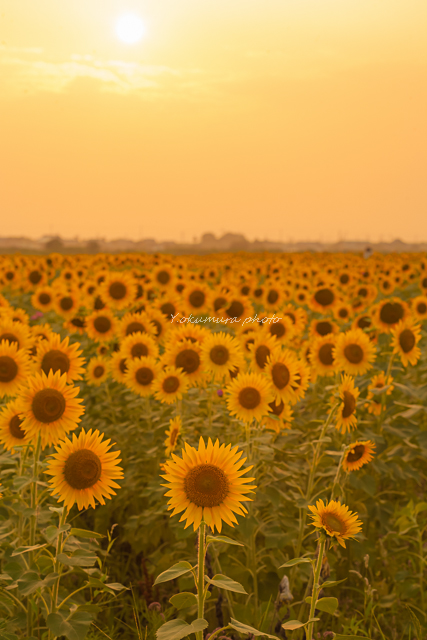 Helianthus_a0303833_2262223.jpg