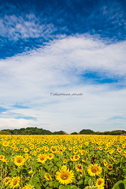 Helianthus_a0303833_2274812.jpg