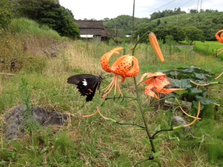 暑さを楽しんでる夏の花_d0009738_5354367.jpg