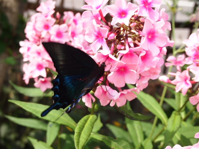 c0117239_85477.jpg
