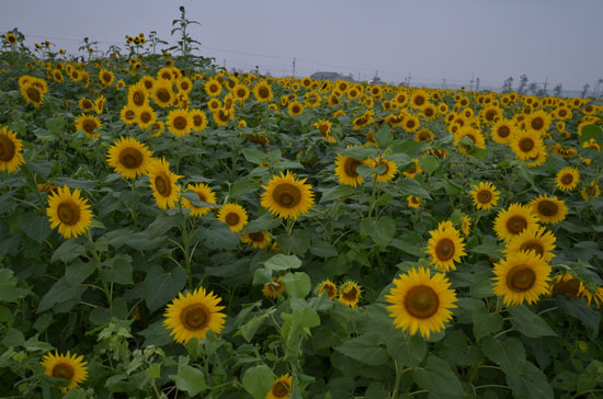 向日葵畑1(河北潟)_c0093046_6352173.jpg