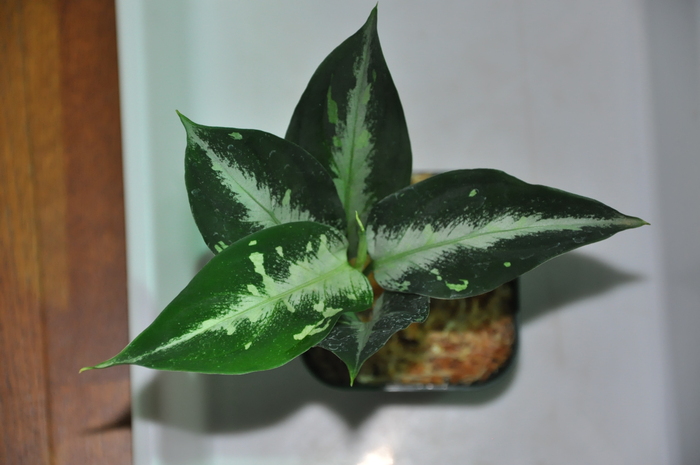 Aglaonema pictum \"法皇緑\" from Sumatera Barat【AZ0512-X】_e0213248_21565446.jpg
