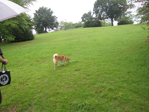 雨が降る～　誰もいない～_f0245650_85755.jpg