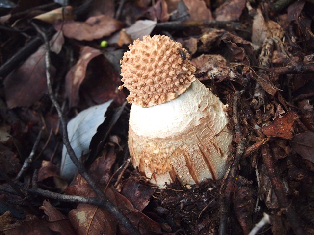 地獄谷から地獄谷西尾根きのこトレ_b0227552_10404121.jpg
