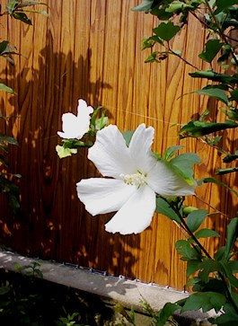 f0197754_2329639.jpg
