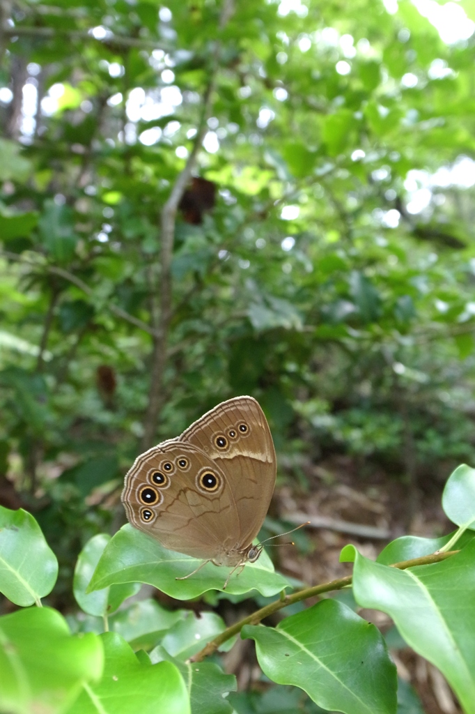 地もと静岡でクロヒカゲモドキのリベンジ_e0224357_22131681.jpg