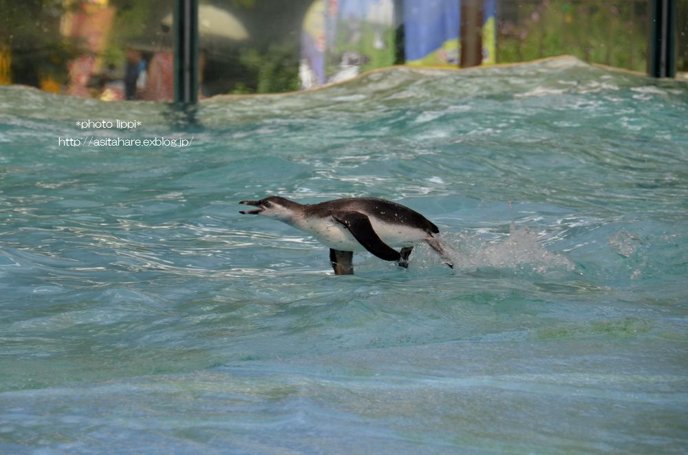 ペンギンのイルカジャンプ 動物園でお散歩