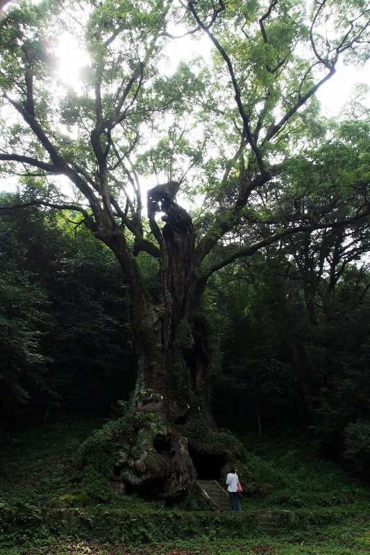 真っ白い社殿と大楠を擁する武雄神社_b0123359_22324390.jpg