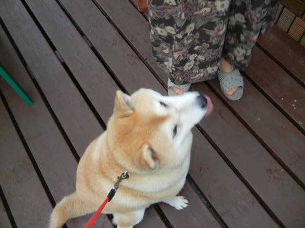 ’13,7,31(水)暑いけど、卓球同好会!_f0060461_9141670.jpg