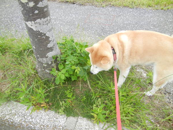 ’13,7,31(水)暑いけど、卓球同好会!_f0060461_9151238.jpg