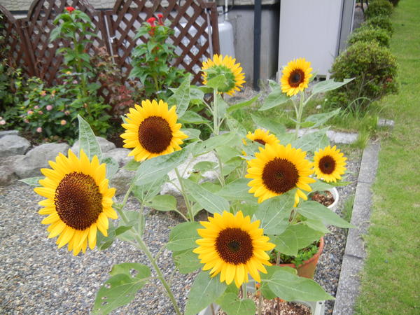 ’13,7,31(水)暑いけど、卓球同好会!_f0060461_9201069.jpg