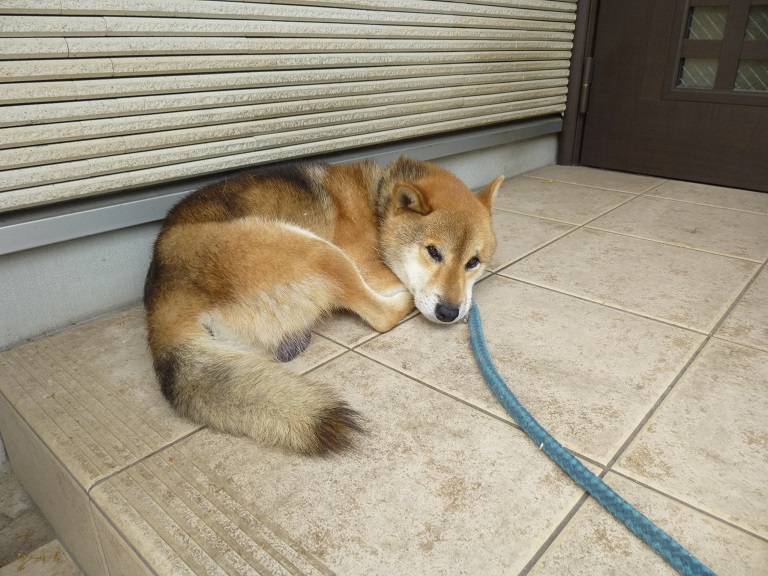 夏はからっきしのポポンタ_f0205367_1862138.jpg