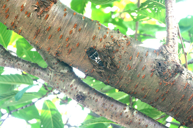 c0068168_17402874.jpg