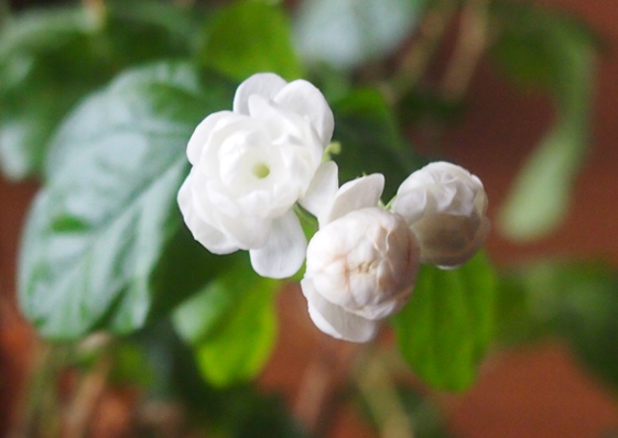 ジャスミンの花_e0148373_19303093.jpg