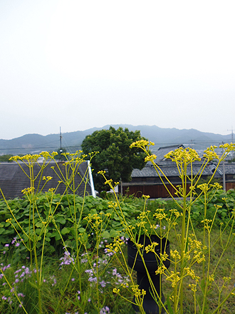 草屋根の夏_e0066586_713347.jpg