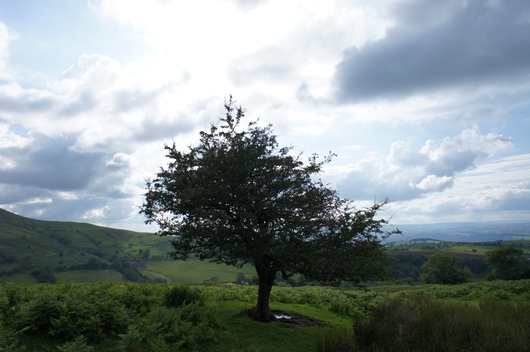 e0181286_15205259.jpg