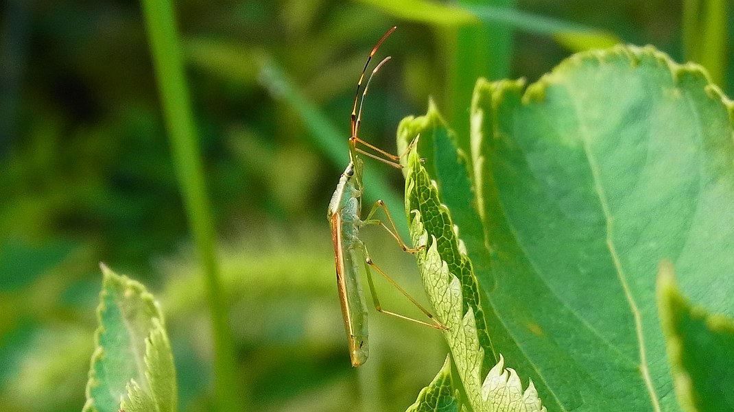 クモヘリカメムシとタチアオイにいたカメムシ_a0152692_18184818.jpg