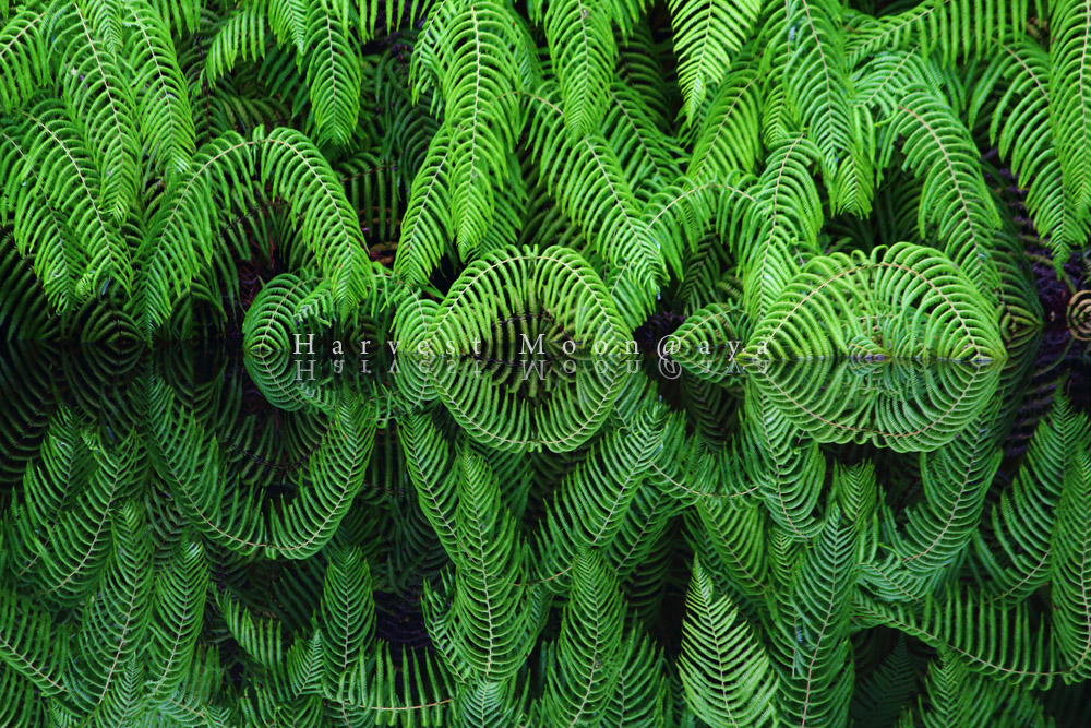 歴史植物_b0208495_19582712.jpg