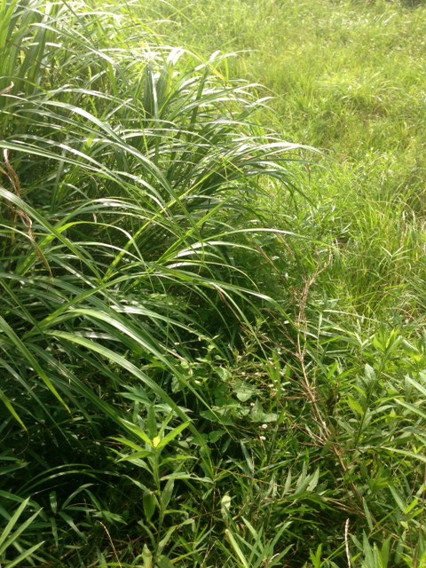 草いきれ 暮らしのエッセンス 北鎌倉の山の家から 草いきれ 暮らしのエッセンス 北鎌倉の山の家から