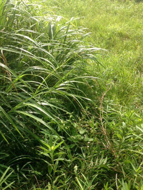 草いきれ 暮らしのエッセンス 北鎌倉の山の家から